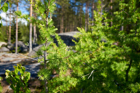 Small pines grow on stones on the White Sea shoreの写真素材