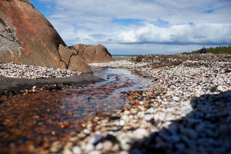 small seashells lie on the shore of the White Seaの写真素材