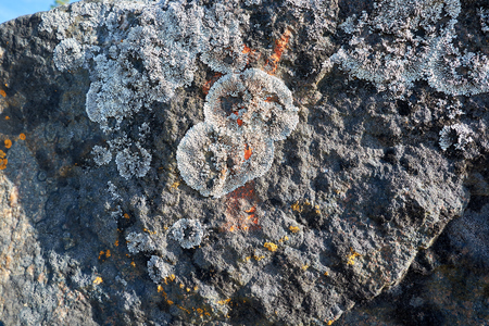 lichen and moss on the rocks of the White Seaの写真素材