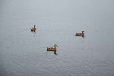 ducks in the fall on the lakeの写真素材