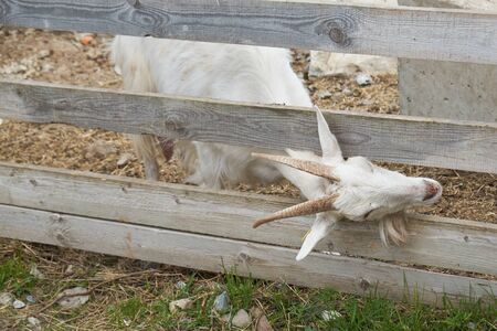 photo of white goats on a farmの写真素材