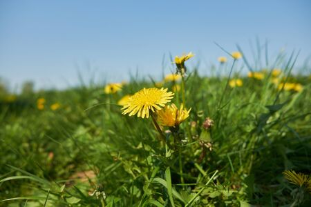 yellow flowers in the summer on a field with green grass