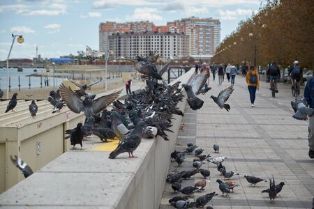 Take-off pigeons on the parapet of the promenade.の写真素材