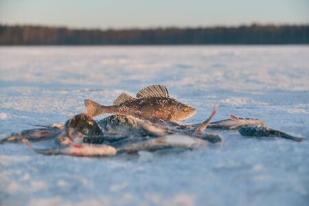 The perch caught in the winter lies on ice.の写真素材