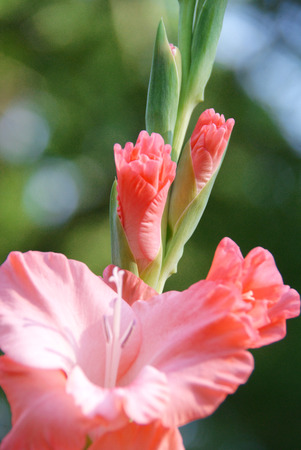 Pink Gladiolus 'Sword Lily' Bloomsの写真素材