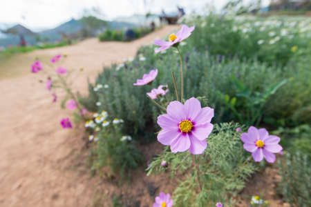 Flowerの写真素材