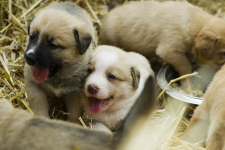 Adorable Group of sweet labrador Puppies playing around in straw an a farm yardの写真素材