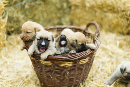 Adorable Group of sweet labrador Puppies playing around in straw an a farm yardの写真素材