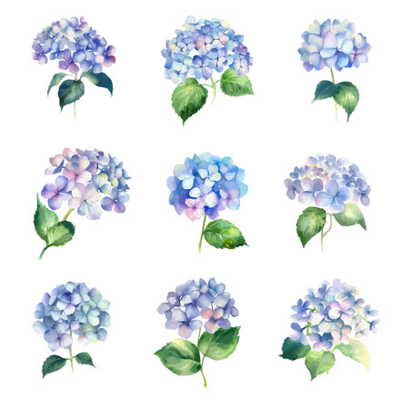 Set of watercolor hydrangea flowers. Vector illustration.