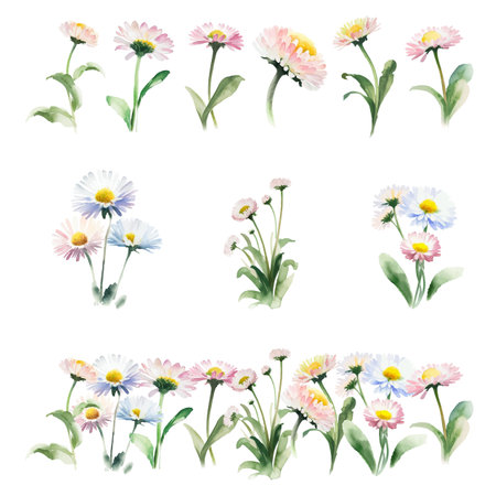 bellis perennis.Watercolor flowers set. Hand drawn illustration isolated on white backgroundのイラスト素材