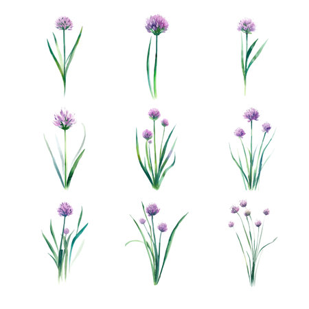 Chive.Set of watercolor flowers isolated on white background. Hand drawn illustration.のイラスト素材