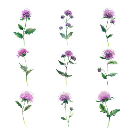 scabish.Watercolor illustration of thistle flowers. Isolated on white background.のイラスト素材
