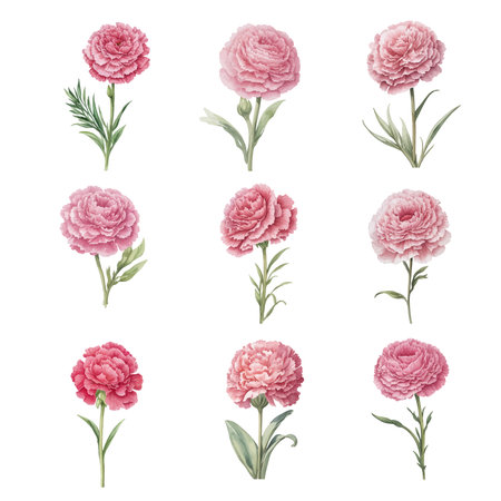 Carnation flower set. Watercolor hand drawn illustration isolated on white background.のイラスト素材