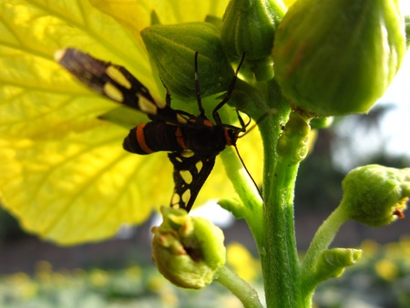 A BUTTERFLY UNDER A YELLOW FLOWER の写真素材