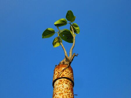 A TREE GROWN INSIDE A POLEの写真素材