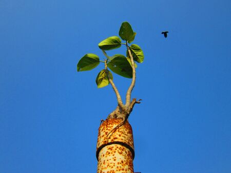 A TREE GROWN INSIDE A POLE WITH ABIRD FLYING IN THE SKY の写真素材