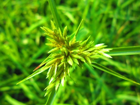 CLOSE UP OF GREEN FOLIAGE の写真素材
