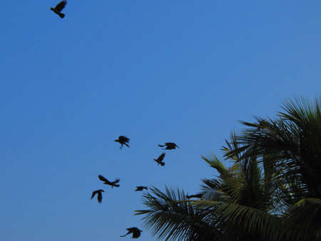 BIRDS LEAVING TREE TOP AT SUNSET の写真素材