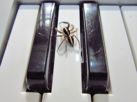 MUSIC MUSIC AND A SPIDERの写真素材