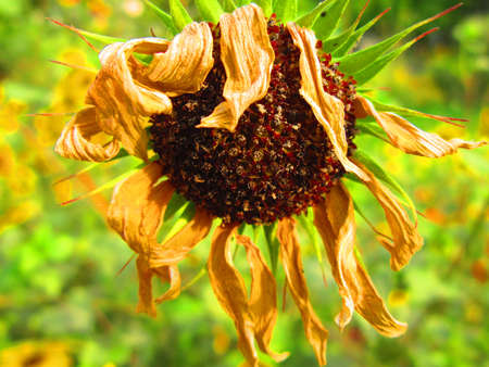 SUNFLOWER AT OLD AGE BUT STILL GLOWING - LIFE DEFINED.の写真素材