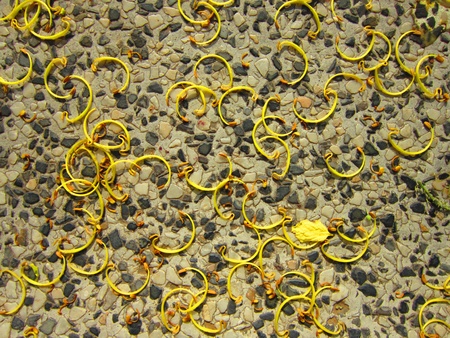 PATTERN OF YELLOW FLOWER ON A GARDEN CHAIR 