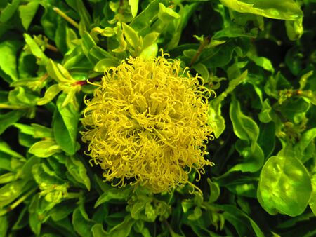 A NICE YELLOW FLOWER IN GREEN BACKGROUND 