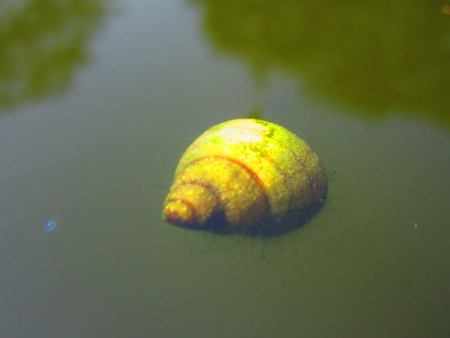 AN ALIVE SNAIL IN WATER 