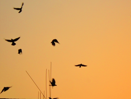 BIRDS FLYING AT RED SUNSET の写真素材