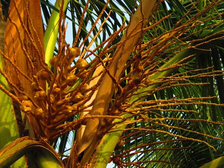 VERY SMALL COCONUT S HANGING FROM COCONUT TREE