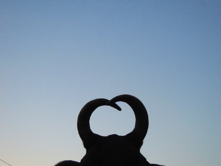 CIRCULAR COW HORNの写真素材