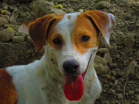 DOG WITH TOUNGE OPEN AND OUT  WITH EYES OPEN の写真素材