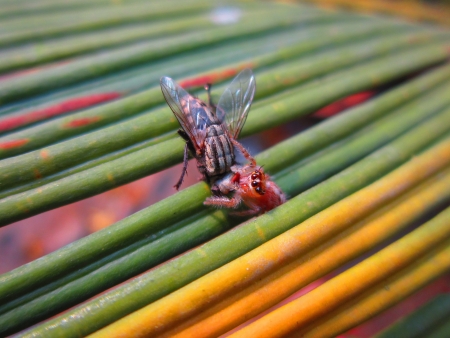 A SPIDER PULLING ITS PREY  AN EQUAL SIZE FLY  ON A COLOURFUL TREE LEAF の写真素材