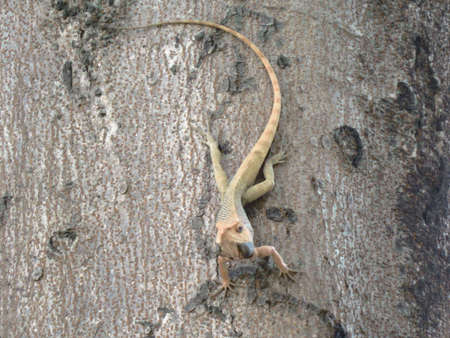 A GARDEN LIZARD IN NICE POSE の写真素材