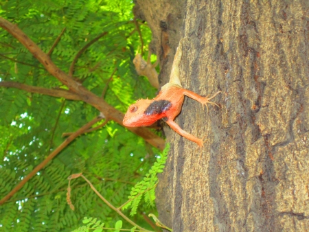 FRONT EXPOSURE OF A CHAMELEON CHANGING COLOUR の写真素材