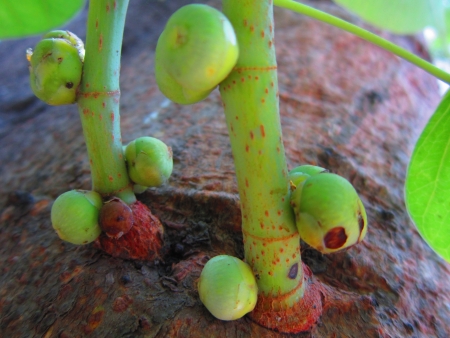 GREEN SEEDS OF PEEPAL TREE SHOY FROM BELOW  