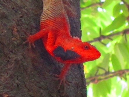 chameleon or lizard changing colour 