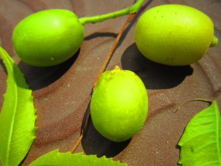 NEEM TREE SEEDS ON GROUND の写真素材