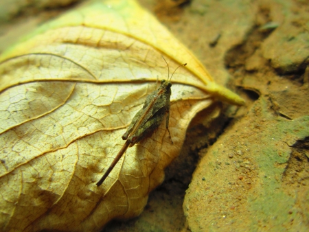 grashooperの写真素材