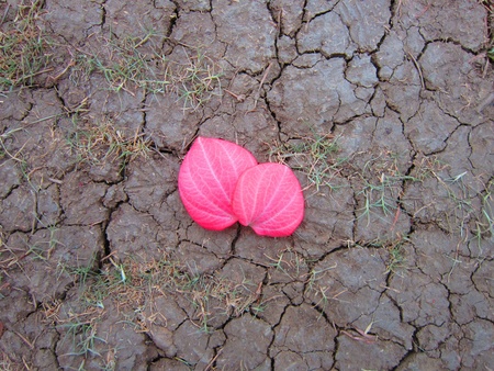 fallen flower on cracked ground  define hope in distress の写真素材
