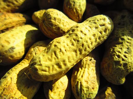 mumphali or groundnut  nice close up 