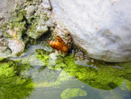 thirsty beeの写真素材