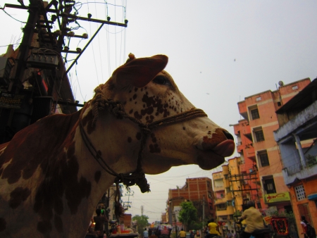 cow in a city の写真素材