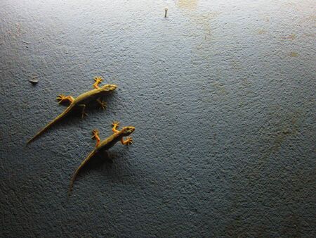 two lizards on wall 