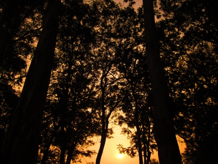 SUNRISE AS SEEN THROUGH A FORESTの写真素材