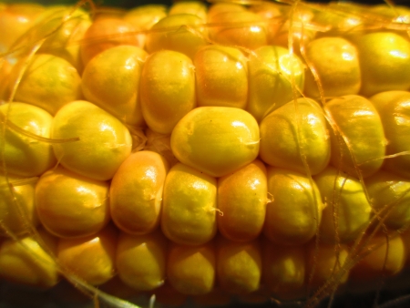 NATUREの写真素材