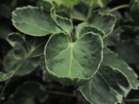 natureの写真素材