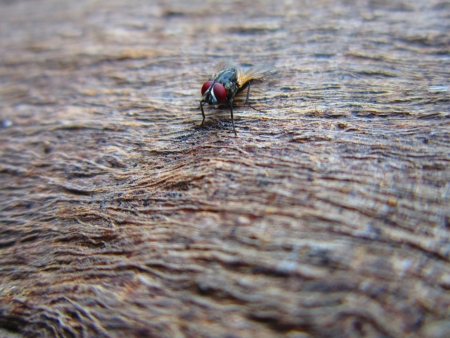 FLY ON BARK  NICE PATTERNの写真素材