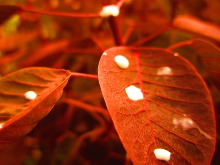 GUM ON RED LEAFの写真素材