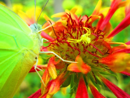 FLOWER, BUTTERFLY AND A SPIDER の写真素材