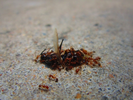 ants eatingの写真素材